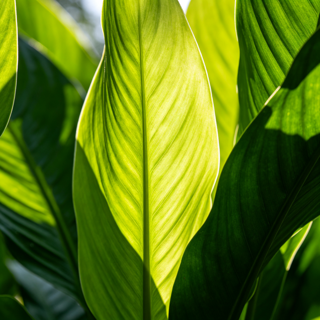 Green leaf close-up